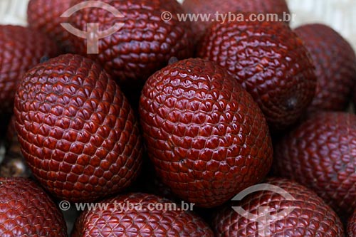  Fruit of buriti  - Manaus city - Amazonas state (AM) - Brazil