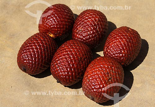  Fruit of buriti  - Manaus city - Amazonas state (AM) - Brazil
