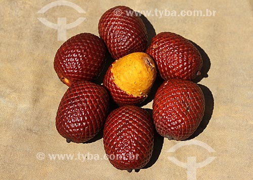  Fruit of buriti  - Manaus city - Amazonas state (AM) - Brazil