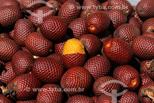  Fruit of buriti  - Manaus city - Amazonas state (AM) - Brazil