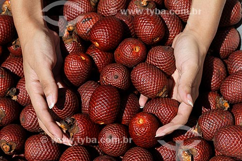  Fruit of buriti  - Manaus city - Amazonas state (AM) - Brazil