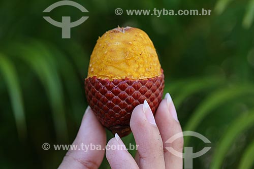  Fruit of buriti  - Manaus city - Amazonas state (AM) - Brazil