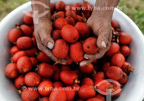  Fruit of buriti  - Manaus city - Amazonas state (AM) - Brazil