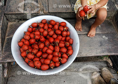 Fruit of buriti  - Manaus city - Amazonas state (AM) - Brazil