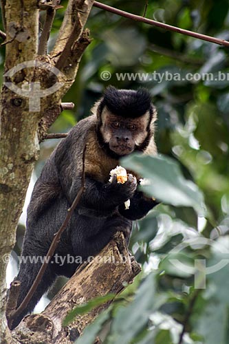  Black capuchin (Sapajus nigritus) eating bread  - Rio de Janeiro city - Rio de Janeiro state (RJ) - Brazil