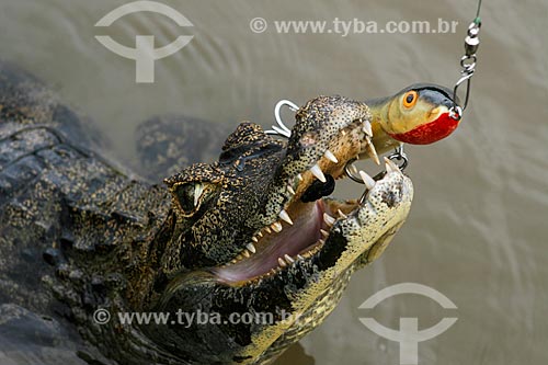  Yacare caiman (caiman crocodilus yacare) - Pantanal Matogrossense  - Corumba city - Mato Grosso do Sul state (MS) - Brazil