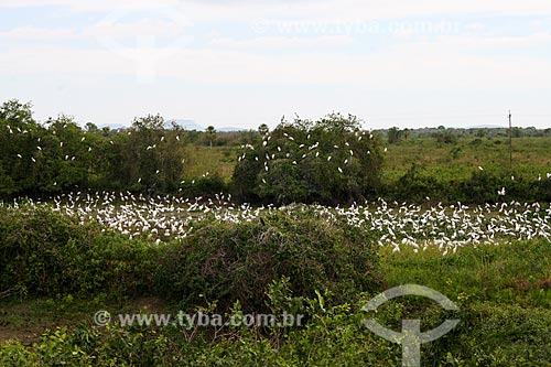  Jabirus bunch (Jabiru mycteria) - Pantanal Matogrossense  - Corumba city - Mato Grosso do Sul state (MS) - Brazil