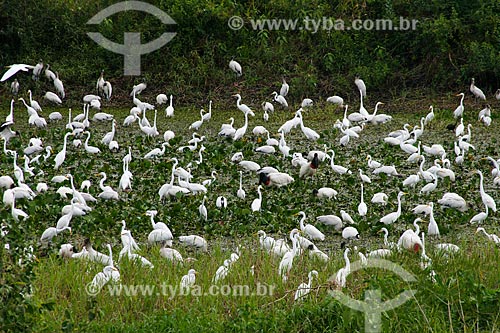  Pantanal Matogrossense  - Corumba city - Mato Grosso do Sul state (MS) - Brazil