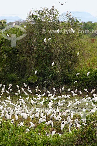  Pantanal Matogrossense  - Corumba city - Mato Grosso do Sul state (MS) - Brazil