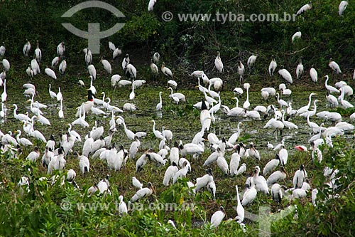  Pantanal Matogrossense  - Corumba city - Mato Grosso do Sul state (MS) - Brazil