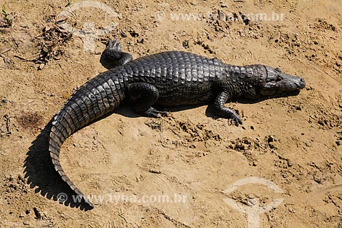  Yacare caiman (caiman crocodilus yacare) - Pantanal Matogrossense  - Miranda city - Mato Grosso do Sul state (MS) - Brazil