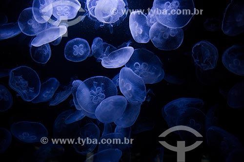  Moon jellyfish (Aurelia aurita) - aquarium of Zoologische Garten Berlin (Berlin Zoological)  - Berlin city - Berlin state - Germany