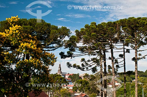  View of Nossa Senhora de Lourdes Church - also know as Catedral de Pedra (Cathedral of Stone) - between araucarias (Araucaria angustifolia)  - Canela city - Rio Grande do Sul state (RS) - Brazil