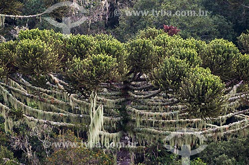  Araucaria (Araucaria angustifolia) - Gaucha Mountain Range  - Canela city - Rio Grande do Sul state (RS) - Brazil