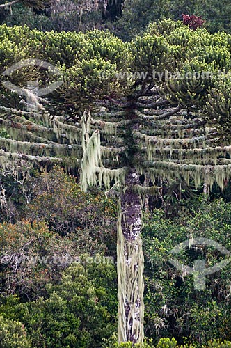  Araucaria (Araucaria angustifolia) - Gaucha Mountain Range  - Canela city - Rio Grande do Sul state (RS) - Brazil