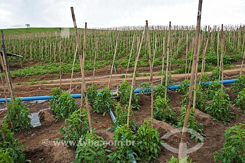  Tomato plantation  - Sao Jose de Uba city - Rio de Janeiro state (RJ) - Brazil