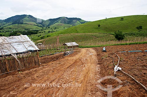  Tomato plantation  - Sao Jose de Uba city - Rio de Janeiro state (RJ) - Brazil