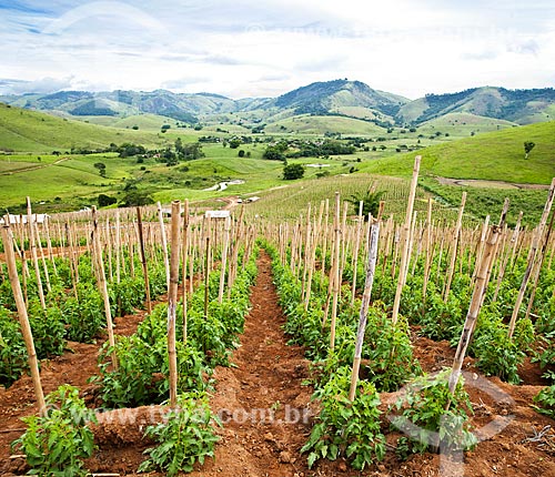  Tomato plantation  - Sao Jose de Uba city - Rio de Janeiro state (RJ) - Brazil