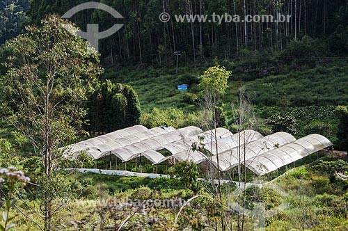  Greenhouse to flower plantation near to Venda Nova do Imigrante city  - Venda Nova do Imigrante city - Espirito Santo state (ES) - Brazil