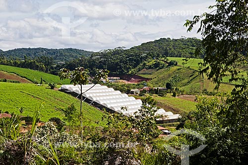  Greenhouse to flower plantation near to Venda Nova do Imigrante city  - Venda Nova do Imigrante city - Espirito Santo state (ES) - Brazil