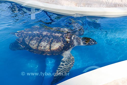  Hawksbill sea turtle (Eretmochelys imbricata) - TAMAR Projects aquarium  - Mata de Sao Joao city - Bahia state (BA) - Brazil