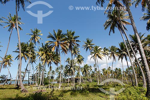  Coconut trees  - Cairu city - Bahia state (BA) - Brazil