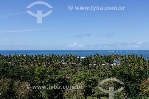  Coconut trees  - Cairu city - Bahia state (BA) - Brazil