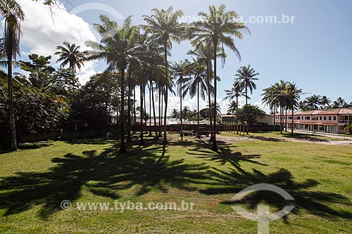  Palm trees on Boipeba island  - Cairu city - Bahia state (BA) - Brazil