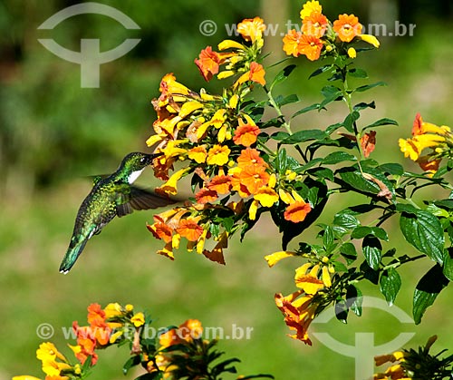  Hummingbird  - Bocaina de Minas city - Minas Gerais state (MG) - Brazil