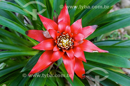  Bromeliad  - Armacao dos Buzios city - Rio de Janeiro state (RJ) - Brazil