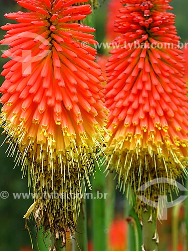  Detail of flowers of Torch Lily (Kniphofia uvaria) - alson known as Tritoma or Red Hot Poker  - Gramado city - Rio Grande do Sul state (RS) - Brazil