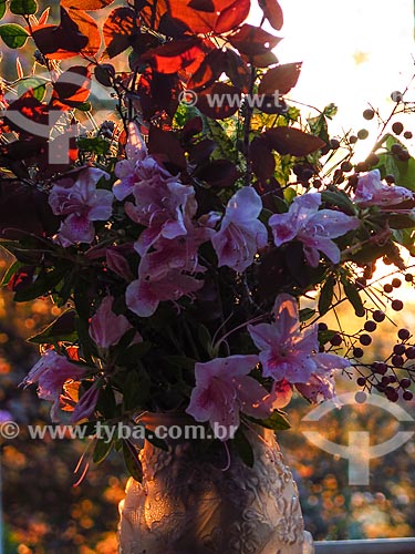  Detail of azalea flowers  - Canela city - Rio Grande do Sul state (RS) - Brazil