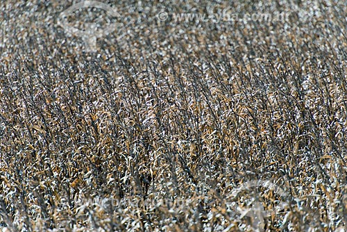  Detail of cornfield  - Cornelio Procopio city - Parana state (PR) - Brazil