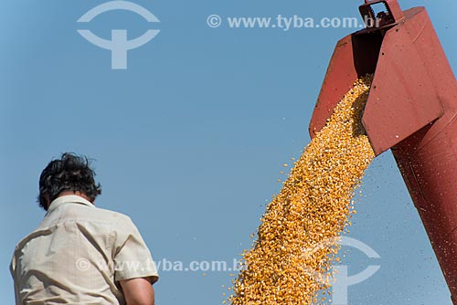  Unloading of corn during the harvest  - Cornelio Procopio city - Parana state (PR) - Brazil