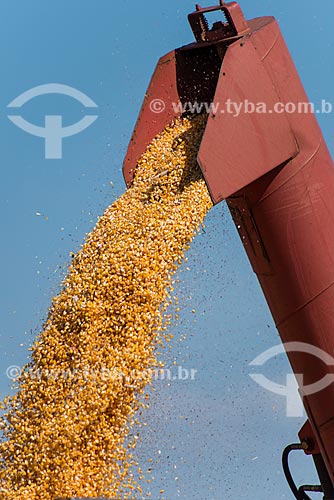 Unloading of corn during the harvest  - Cornelio Procopio city - Parana state (PR) - Brazil