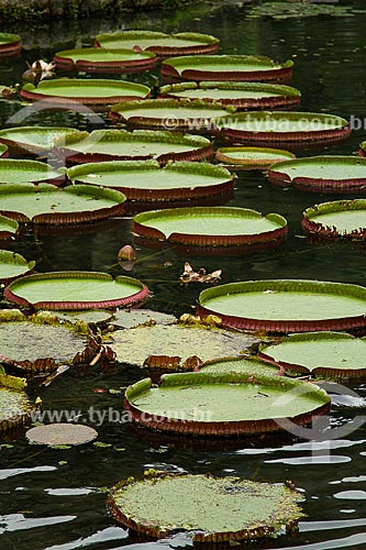  Victoria regias (Victoria amazonica) - also known as Amazon Water Lily or Giant Water Lily - Botanical Garden of Rio de Janeiro
  - Rio de Janeiro city - Rio de Janeiro state (RJ) - Brazil