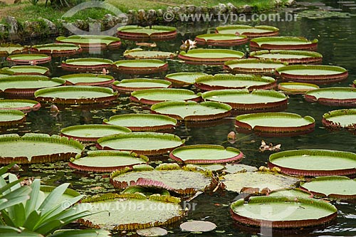  Victoria regias (Victoria amazonica) - also known as Amazon Water Lily or Giant Water Lily - Botanical Garden of Rio de Janeiro
  - Rio de Janeiro city - Rio de Janeiro state (RJ) - Brazil