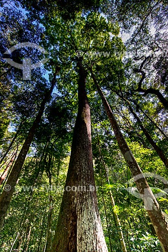  Detail of the argentine cedar (Cedrela fissilis) - trail of Tijuca National Park  - Rio de Janeiro city - Rio de Janeiro state (RJ) - Brazil
