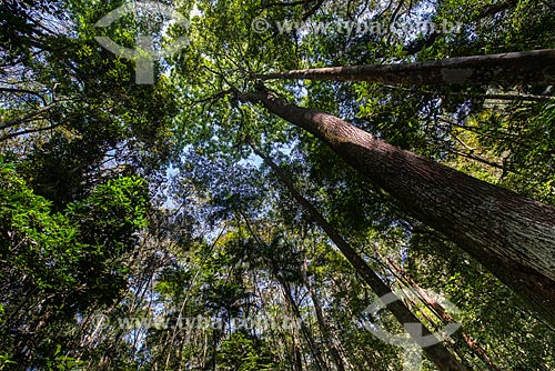  Detail of the argentine cedar (Cedrela fissilis) - trail of Tijuca National Park  - Rio de Janeiro city - Rio de Janeiro state (RJ) - Brazil