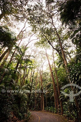  Road - Tijuca National Park  - Rio de Janeiro city - Rio de Janeiro state (RJ) - Brazil