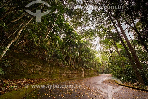  Road - Tijuca National Park  - Rio de Janeiro city - Rio de Janeiro state (RJ) - Brazil
