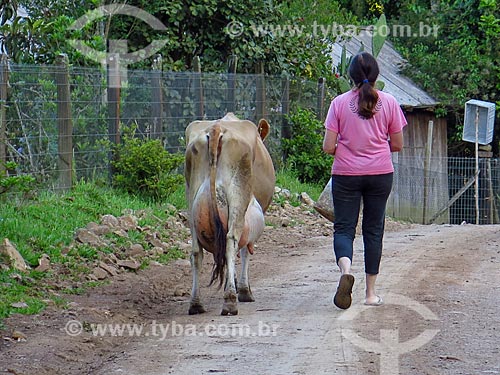  Milk cow and woman - dirt road  - Gramado city - Rio Grande do Sul state (RS) - Brazil