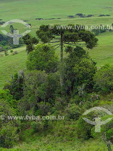  Araucaria (Araucaria angustifolia) - Lageado Grande district  - Sao Francisco de Paula city - Rio Grande do Sul state (RS) - Brazil