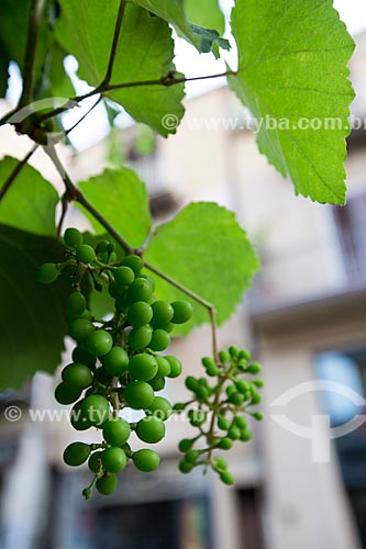  Grape still at grapevine - citycenter of Cefalù city  - Cefalù city - Palermo province - Italy