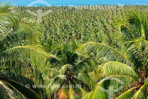  View of the Mirante of Gunga  - Roteiro city - Alagoas state (AL) - Brazil