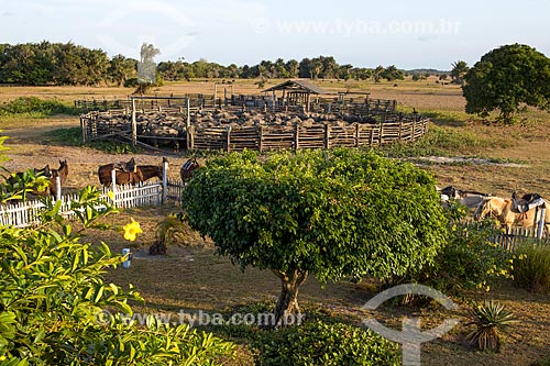  Horses and buffalos raising - corral of the Sanjo Farm  - Salvaterra city - Para state (PA) - Brazil