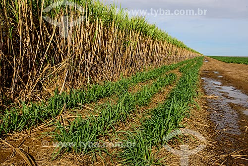  Sugarcane plantation  - Mato Grosso do Sul state (MS) - Brazil