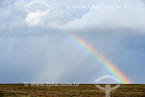  Rainbow - sugarcane plantation  - Mato Grosso do Sul state (MS) - Brazil