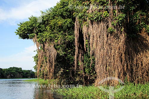  Trees - Cunia Lake  - Porto Velho city - Rondonia state (RO) - Brazil