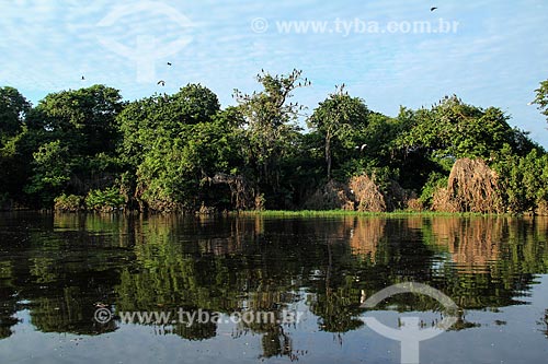  General view of the Cunia Lake  - Porto Velho city - Rondonia state (RO) - Brazil